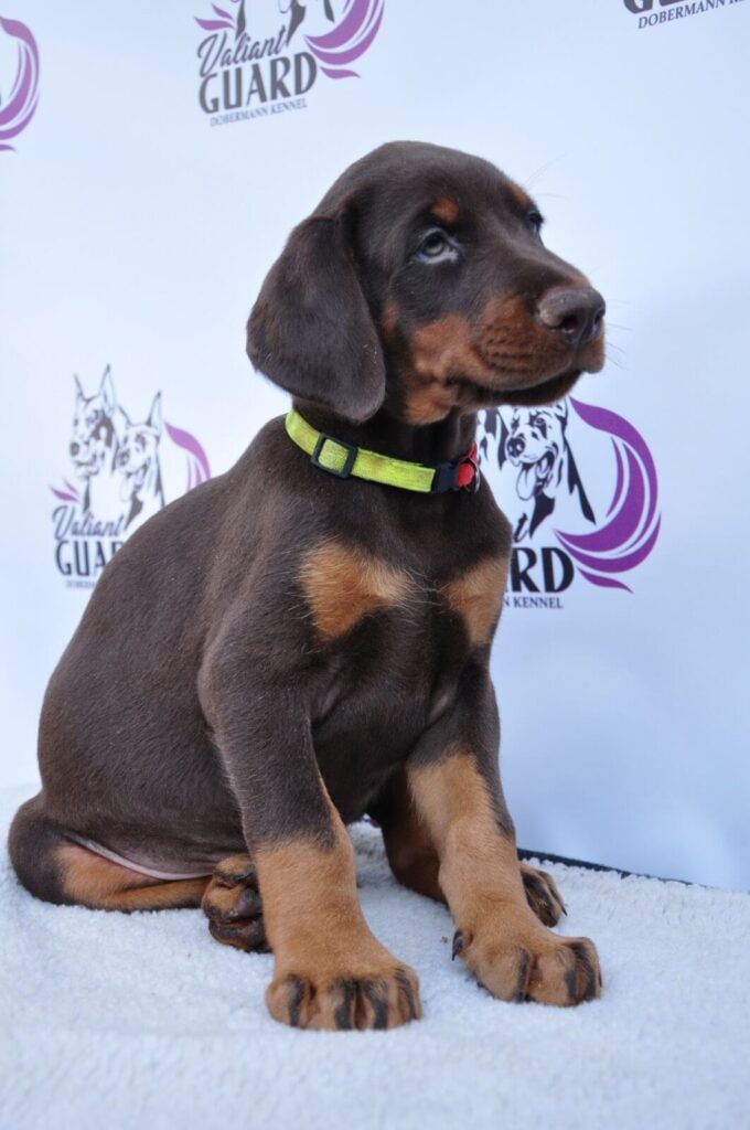 Doberman Puppies Valiant Guard br r