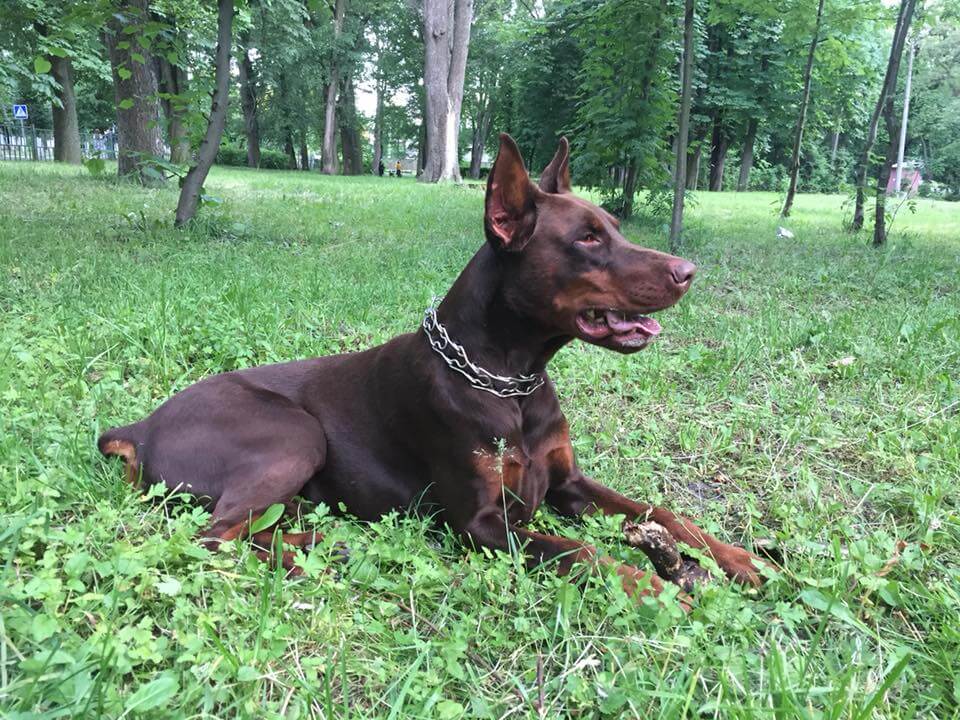 Doberman Valiant Guard