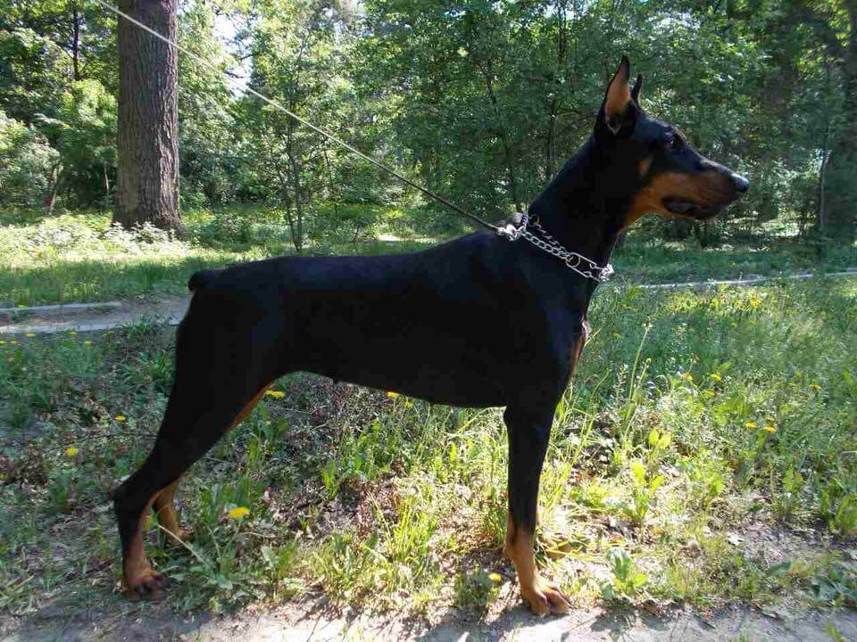 Doberman Valiant Guard g